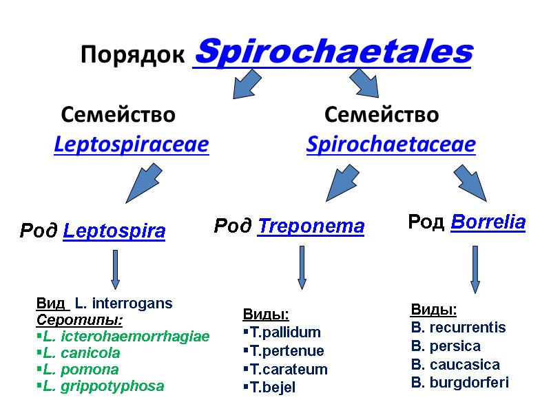 Порядок Spirochaetales       Семейство Leptospiraceae    